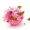 Butterflies on Pink Flower