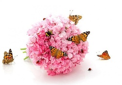 Butterflies on Pink Flower