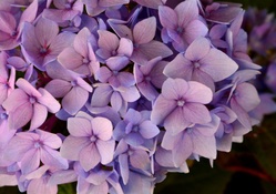 Pastel Flowers