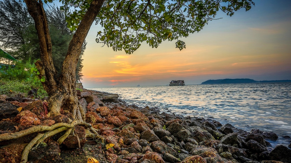 wonderful tree on rocky shore in goa india hdr