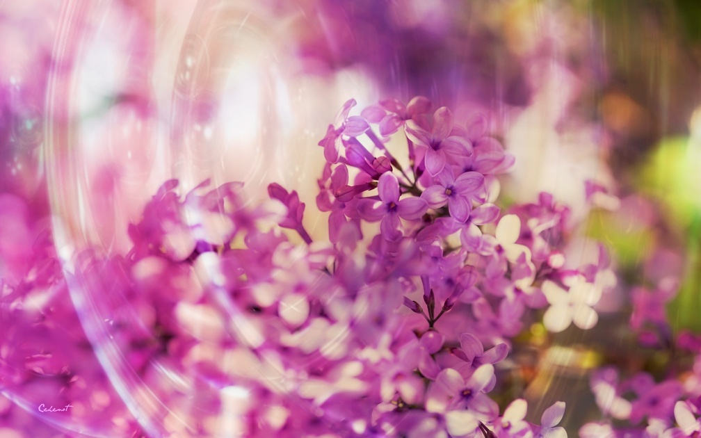Lilac bubbles