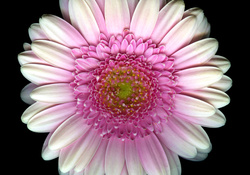 Pink Gerbera Closeup