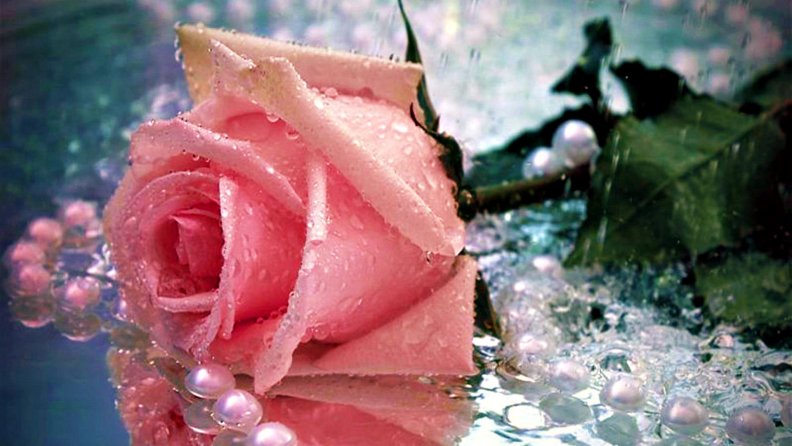 Pink Rose ✿⊱
