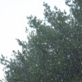 Rain in front of trees