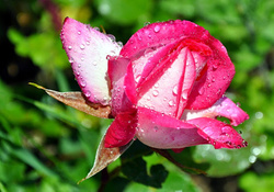 Drops on Rose
