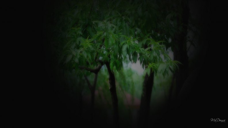 trees_two.jpg