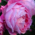 Raindrops on roses