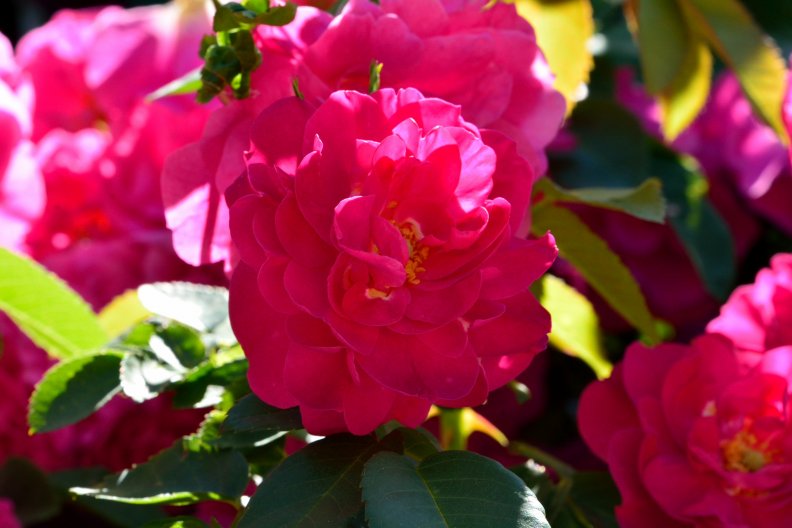 sunny_pink_rose.jpg