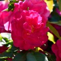 Sunny Pink Rose