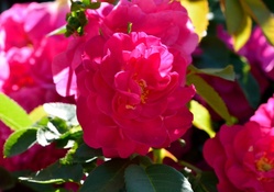 Sunny Pink Rose