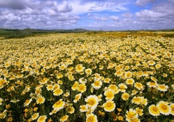 a blanket of yellow wildflowers