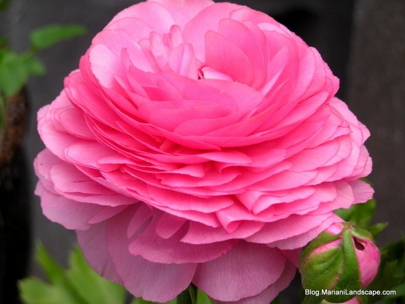 persian_buttercup_pink_rose.jpg