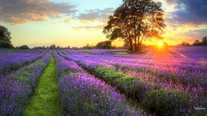 Sunrise Lavender Fields