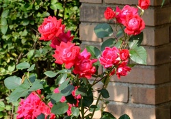 Rosy Red Roses