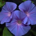 Ipomoea Amicable
