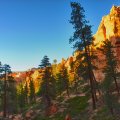 Pine Trees over Hiking Trail in Bryce Canyon