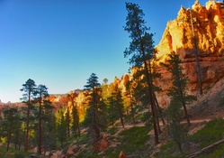 Pine Trees over Hiking Trail in Bryce Canyon