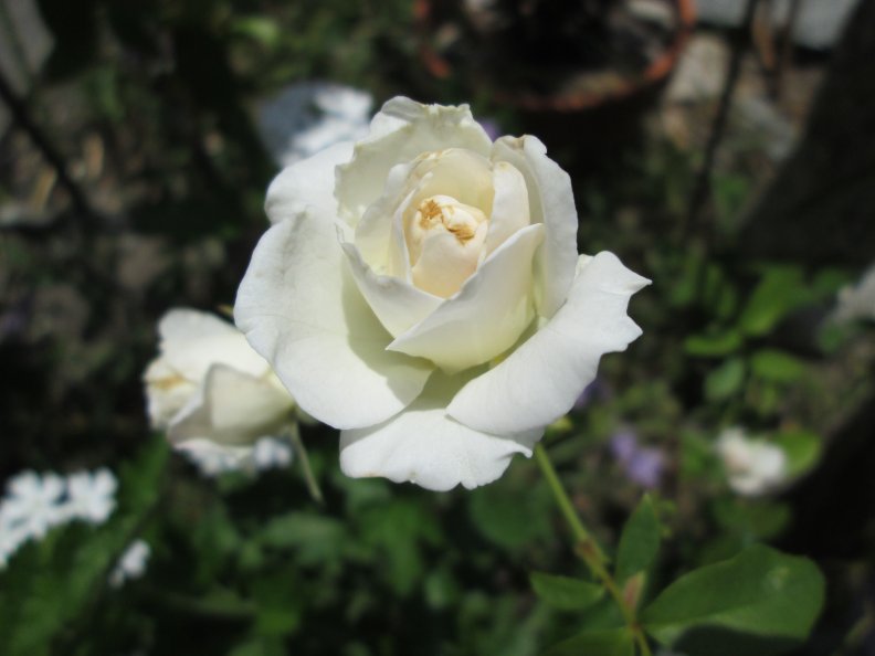 Bloom Rose