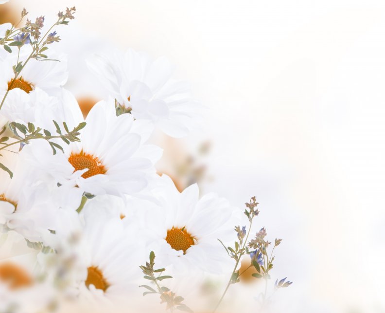 white_flowers.jpg