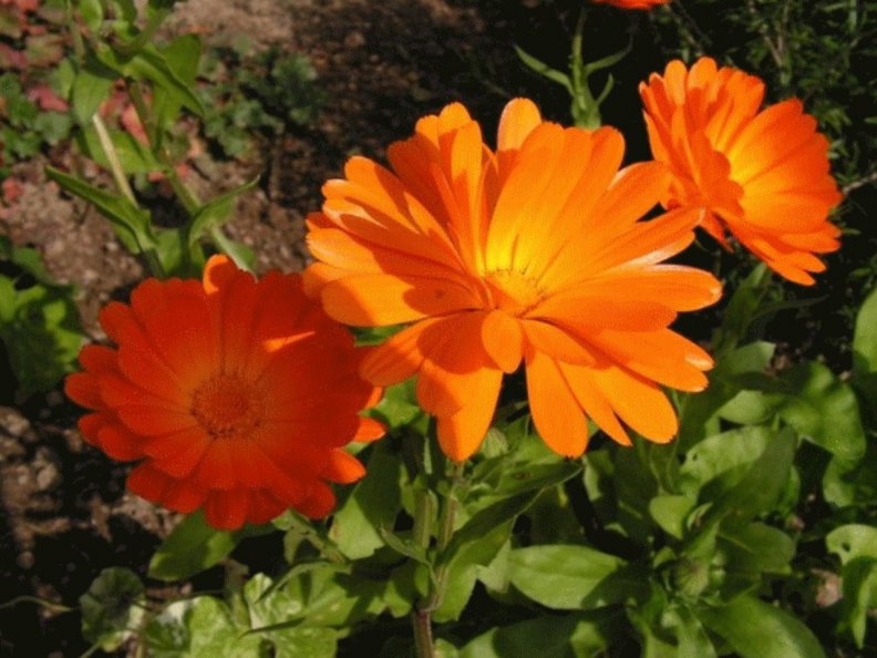 beautiful_orange_flowers.jpg