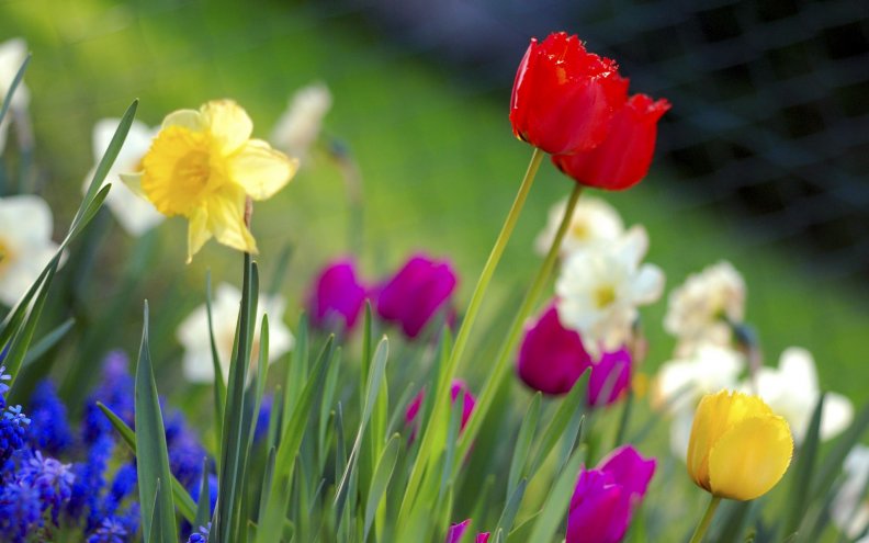 colorful_tulips_garden.jpg