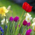 Colorful Tulips garden