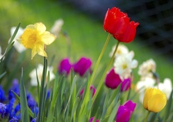 Colorful Tulips garden