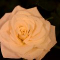 White Macro Rose