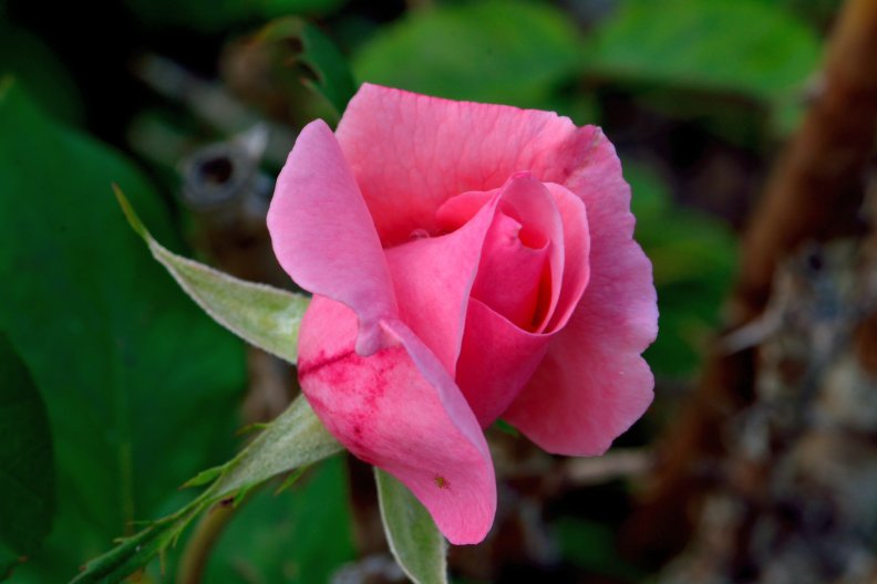 Blooming Rose