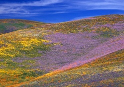 gorgeous colorful wildflowers on hillsides