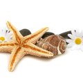 Starfish, Seashells and Daisies