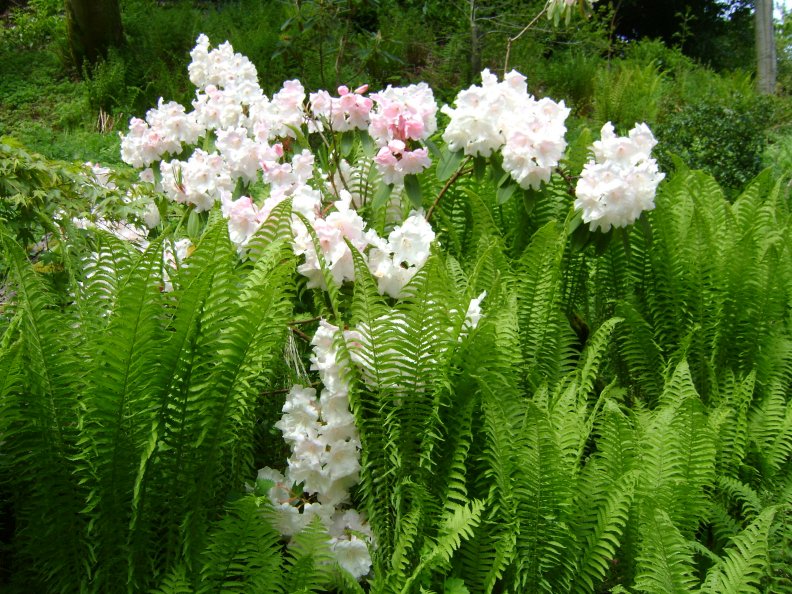 white_rhododendrons.jpg