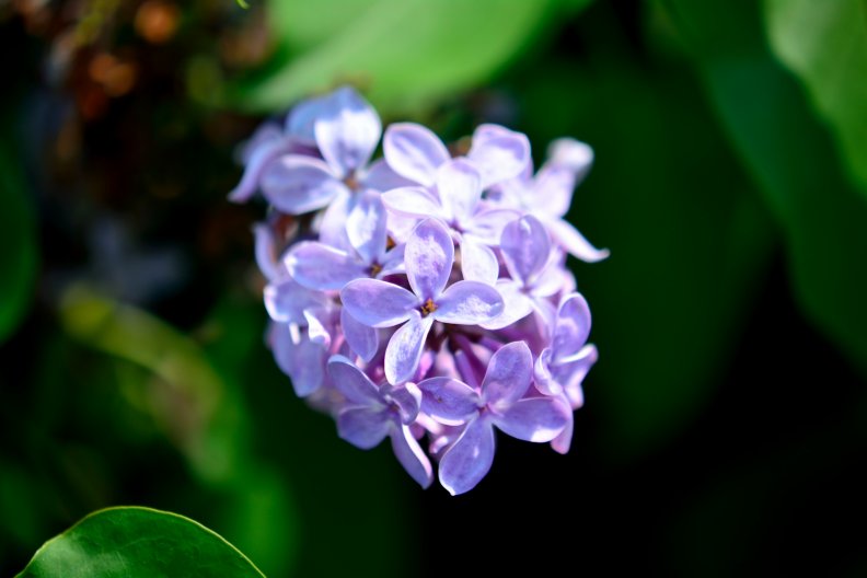 Purple Blossom