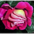 rosa sfumata