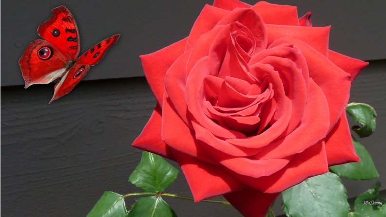 beautiful_red_rose.jpg