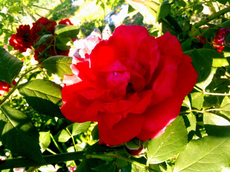 beautiful_rose.jpg