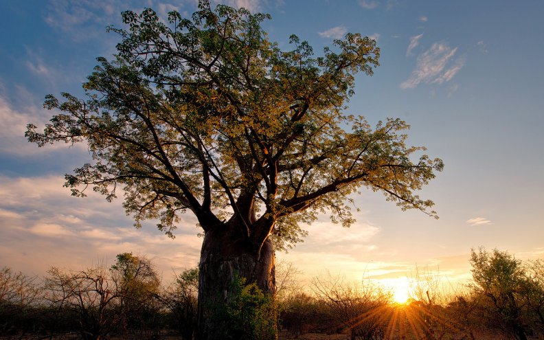 africa_baobab_tree.jpg