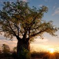 Africa_Baobab Tree_