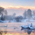 winter_lake_of_swans_at_sunrise.jpg