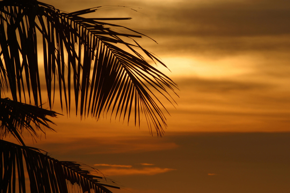 Palm at Sunset