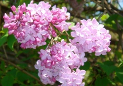 Wonderful Lilacs