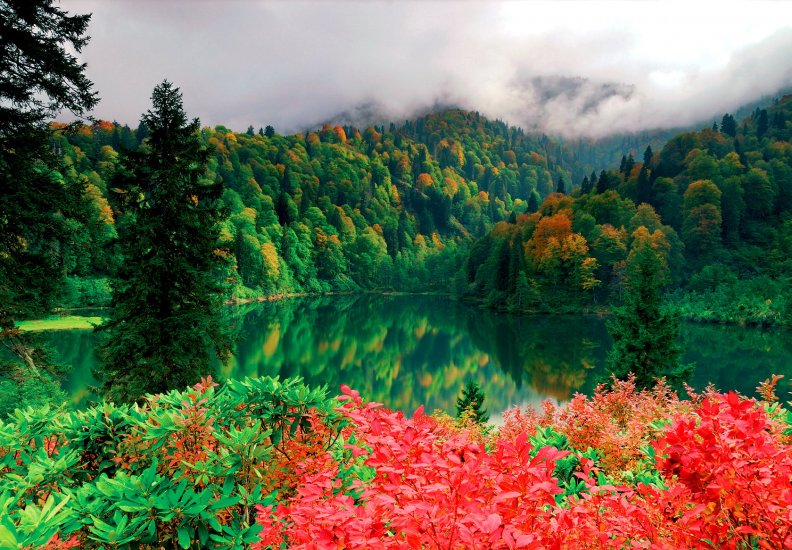 forest_lake.jpg