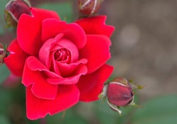Macro Rose Blossom