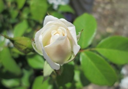 Bloom New Rose