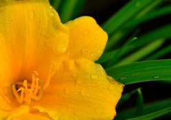 Macro Rain Flower