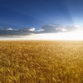 Wheat in Sunrise