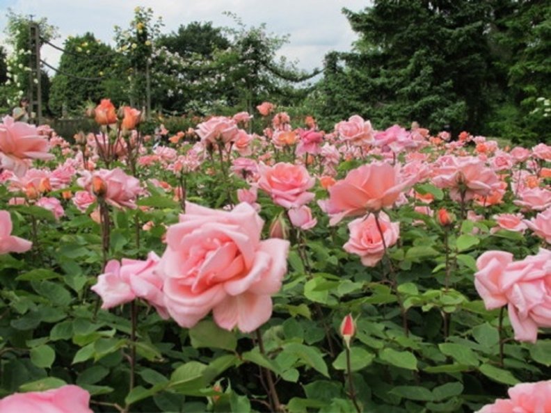 pink_rose_garden.jpg