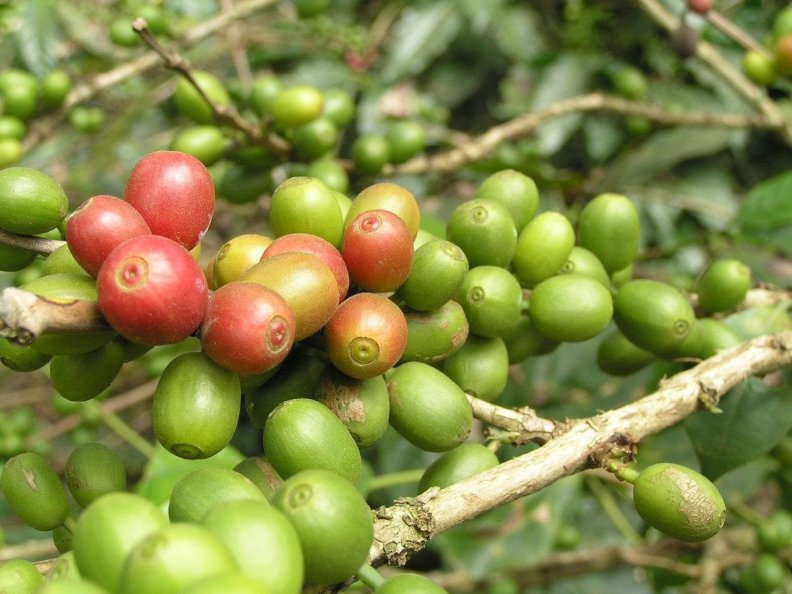 green_coffee_beans.jpg