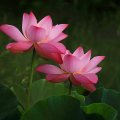 A Blooming Lotus