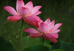 A Blooming Lotus